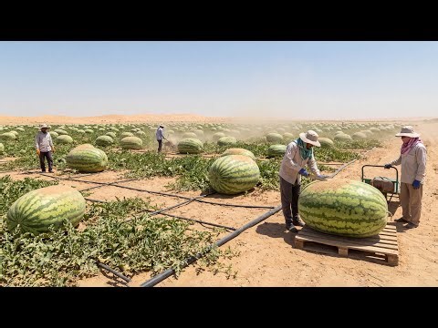 They Tried Growing Watermelons In The Sahara Desert – The Results Might Shock You