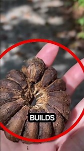 This Seed Explodes Like a Greneade 🌱💥⚠️