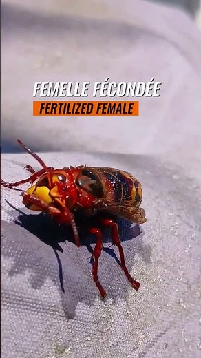 Anatomie d'une Reine Frelon | Anatomy of a Hornet Queen #frelons #hornet