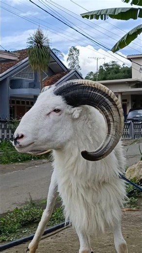 Domba Garut/Priangan #sheep #aries #animalshorts