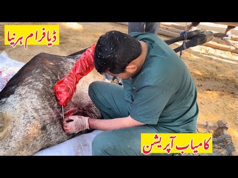 Diaphragmatic Hernia in Cow | DH surgery by dr mohsin