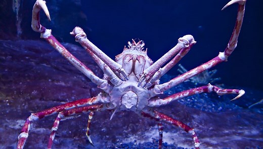 Meet Big Daddy, The Widest Crab On Record At 3 Meters Across