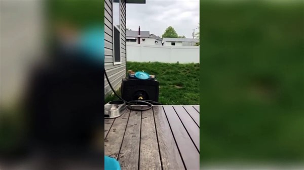 Try Not To Laugh  | Funny Animals Compilation