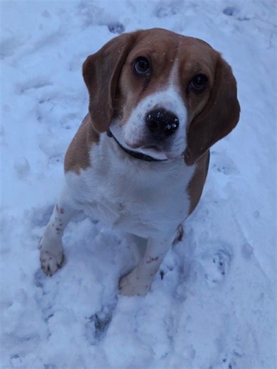 Morning Snow Fun with Beagle Puppy