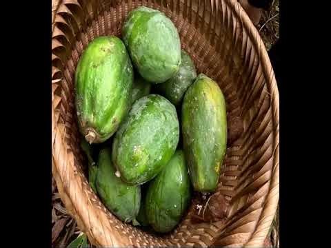 "From City Life to Forest Living: A Single Mom’s Journey to Peace"