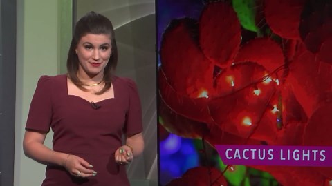 Ethel M’s Holiday Cactus Garden Lights return for 32nd year