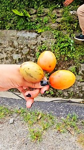 1.3M views · 21K reactions | আজব এক ফল! বাংলাদেশের কোন কোন এলাকায় পাওয়া যায়?? | Golu's Review | Facebook