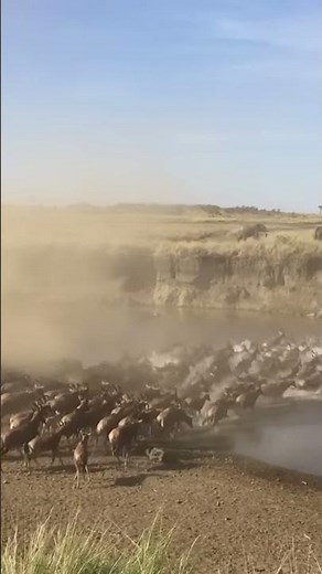 Gazelle life | The massive migration of wildebeest!