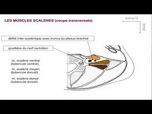 La musculature du cou