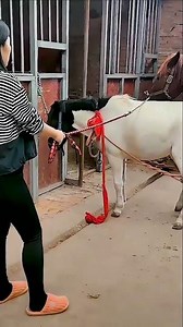 Raising Horses Every Day – Simple Country Life 480