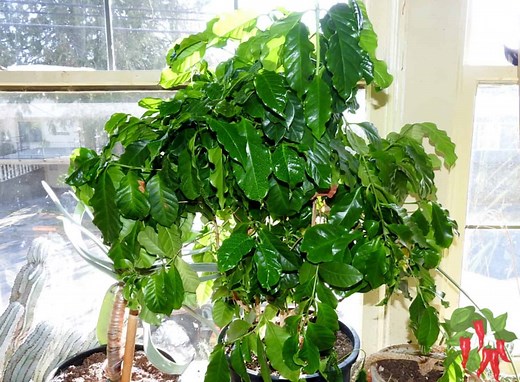 Indoor Coffee Plant Care: Your Complete Coffee Care Guide