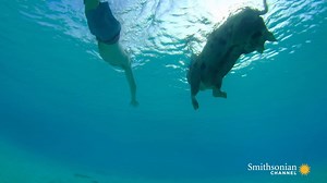 20K views · 437 reactions | On this Mental Health Action Day, take notes from an unlikely source—swimming pigs! These cuties know how helpful it can be to get outside, get moving, and get social. What are you doing to take care of yourself today? Remember: Mental health matters, and more importantly, you matter.  To learn more, visit https://bit.ly/3oxkwZH | Smithsonian Channel | Facebook