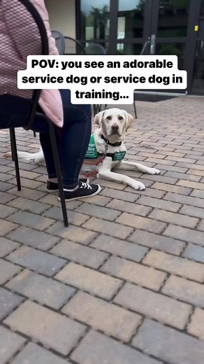 12K views · 280 reactions | Whether it’s a service dog or a service...