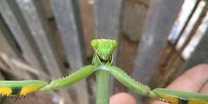 Animals vs Electronics