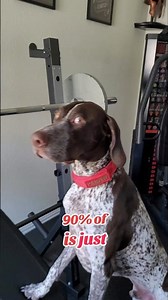 90% of German Shorthaired Pointer GSP... 😳😏🐶 #shorts #ytshorts #viral #viralshorts
