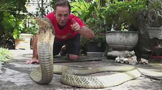 Most memorable and dramatic king cobra rescues featuring the planet's largest venomous species