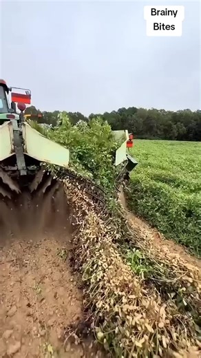 This harvesting machine is a game changer and it has made farmers life easy #facts #interesting #learnontiktok #information #knowledge #tiktok #amazing