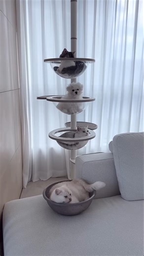 cute moments of cats and puppies... #cat #kittencuddles #kitty #shortfeed #viral