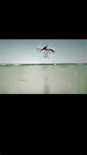 The life cycle of mosquitoes🦟 #MosquitoLifeCycle #FromEggToFlight #NatureInStages #InsectMetamorphosis #MosquitoFacts #TinyTransformations | Ignite your mind