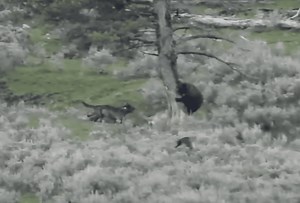 WATCH: Wolves Force Bear Up Tree In Yellowstone National Park