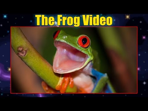 THE FROG VIDEO 💀