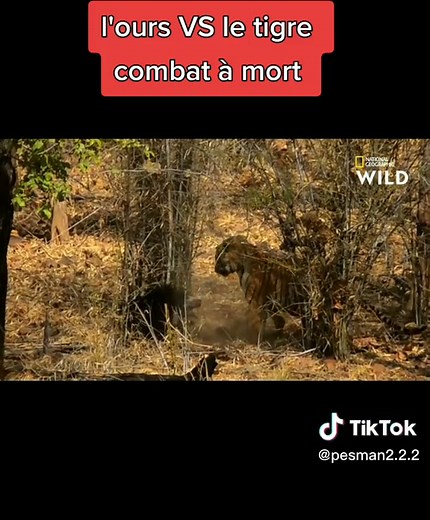 #animaux #ours #tigre #documentaire #fr #tiktokfrancais #nature @PES MAN . Abonnez vous Pour plus de vidéos