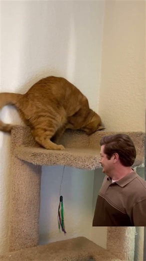 Do any of your cats chase their tails? So silly!