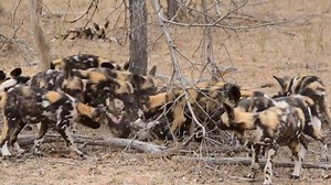 The African wild dog is known by many names, including Cape hunting dog or painted dog. Its scientific name, Lycaon pictus, means “painted wolf,” referring to the animal's irregular, mottled coat, which features patches of red, black, brown, white, and yellow fur. #wildlife_perfection #wildlifeonearth #wildlifephotographer #africanwilddogs #capehuntingdogs #lycaonpictus #painteddog #wilddog | Inyati Game Lodge