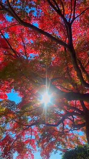 Beautiful Autumn 🍂 season in Japan 🇯🇵 | I Love Japan (日本大好き）