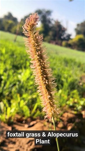 Foxtail grass & Alopecurus Plant 🪻🪻 / Grass plant