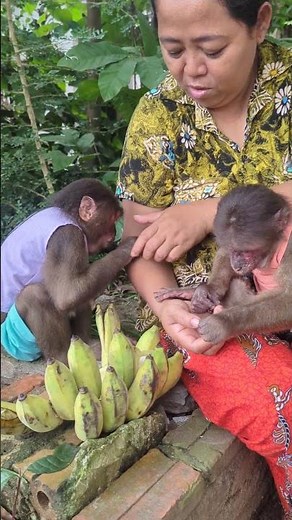 What Happens When Monkeys Find Bananas? #monkeyvideo #monkey #babymonkey #monkeysr #animals #cute