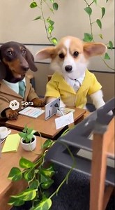 QUANDO OS CACHORROS VIRAM FUNCIONÁRIOS DE ESCRITÓRIO 😂🐶💼#cachorros #dogshorts #dogsuits