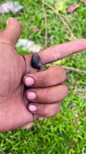 Snails 🐌 #crab #fish #scorpion #millipede #monkey #shorts #frog #dogs #insects #nature #insects