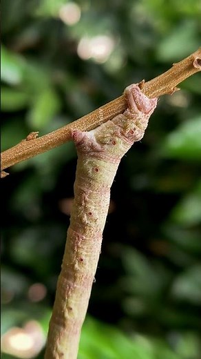 Geometer moth | Caterpillar