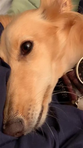 Discover Why Dogs Grumble and What It Means - Explained!