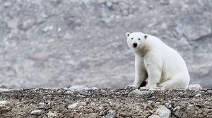Wildlife biologists use Intel drones to spy on polar bears