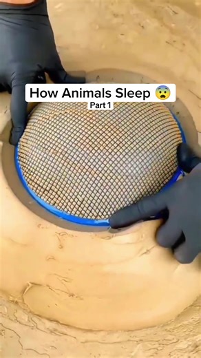 How Animals Sleep: Fascinating Insights