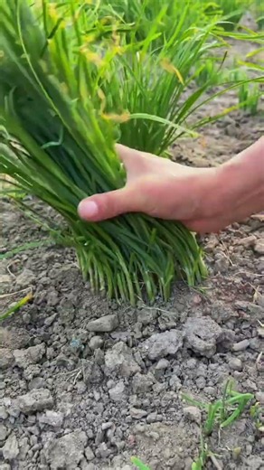 Cutting fresh green onions for cooking.#greenonion #vegetables #foodprep #farmfresh #fyp #foryoupage