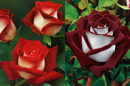 What Is an Osiria Rose and Is It Actually Real?