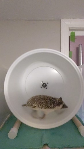 Pia the hedgehog running on her exercise wheel #hedgielove #cutepets #cute #hedgie #hedgehogsoftiktok #hedgetok #fyp #coolpets