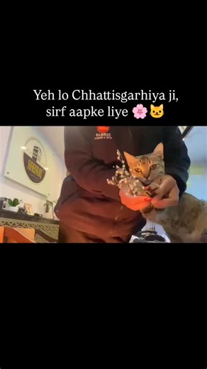 Jashpur Memes | Ye lo Chhattisgarhiya ji 🫶❤️ . . . . . . . . #chhattisgarh #chhattisgarhiya #cat #flowers #foryou | Instagram