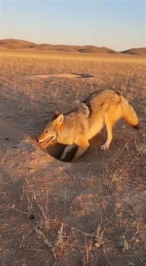 Coyote discovers rabbit burrow, frantically digging trying to extract rabbit