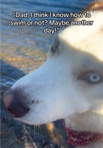 I want to learn how to swim but I nervous! #husky #huskylife #cutedogs #dogwalk #happypuppy