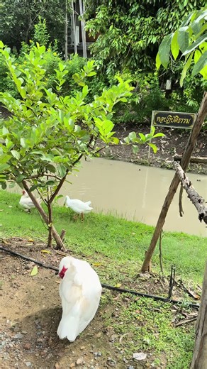 Kru LiLLY teach Thai บน TikTok