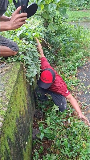 catch a black chicken in a hole #nature #shortvideo #viralvideo