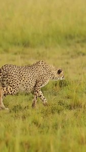 2.1K views · 34 reactions | Going safari in low season? More like WOW...