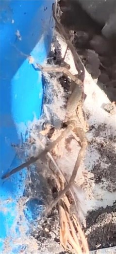 Huntsman spider, Yes I screamed. #huntsmanspider #spider #arachnid