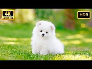STUNNING Dogs and Puppies in 4K Ultra HDR 60fps