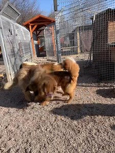 863K views · 11K reactions | Ḍākinī a jej začlenenie do útulkovej...