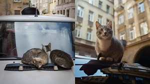 Cómo ahuyentar gatos de tu auto sin lastimarlos: Ideal para temporada de lluvias y frío
